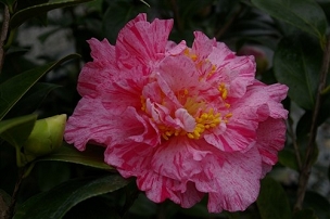 Camellia japonica 'Kick Off'